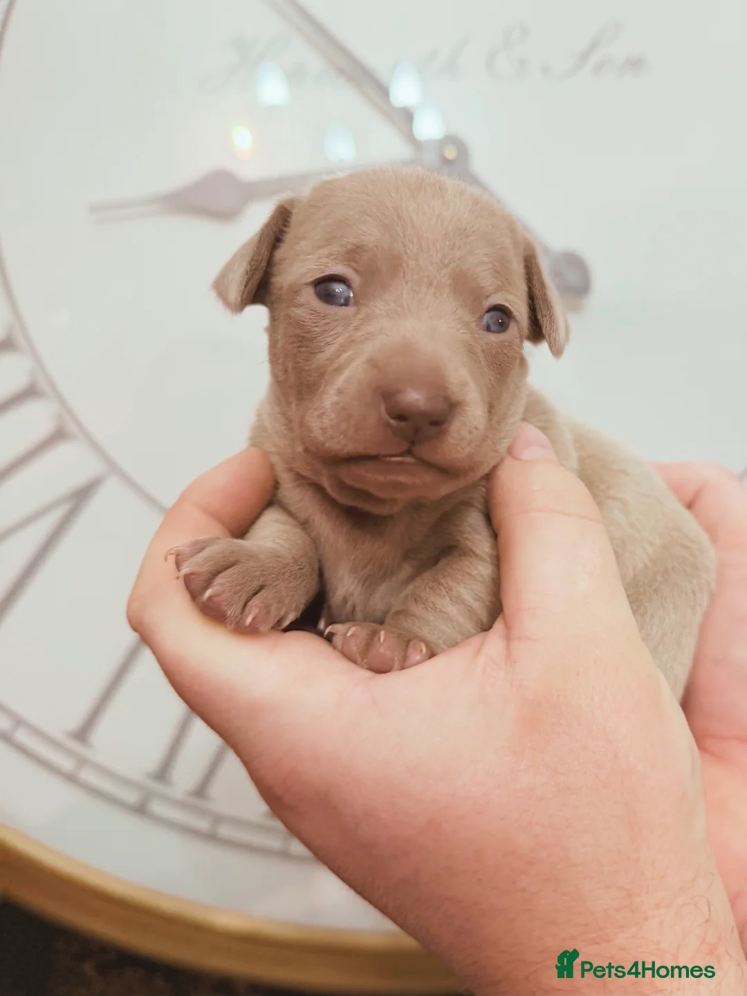 Chiweenie dogs for sale: 3 beautiful baby Chiweenie girls ready early March - Advert 4