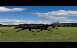 English Thoroughbred horses for sale: 12 year old 16.2hh gelding  - Image 6