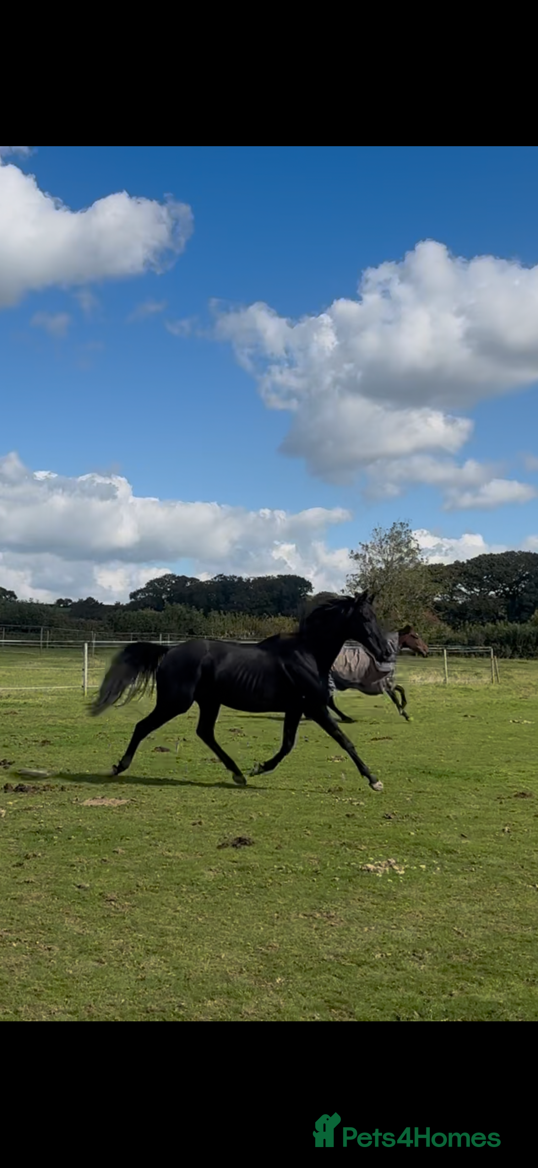 English Thoroughbred horses for sale: 12 year old 16.2hh gelding  - Image 6