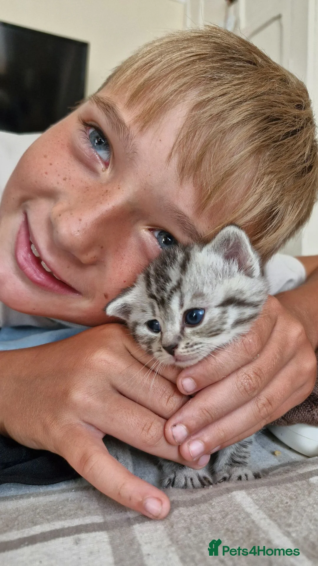 British Shorthair cats for sale: Half british shorthair kittens  - Advert 2