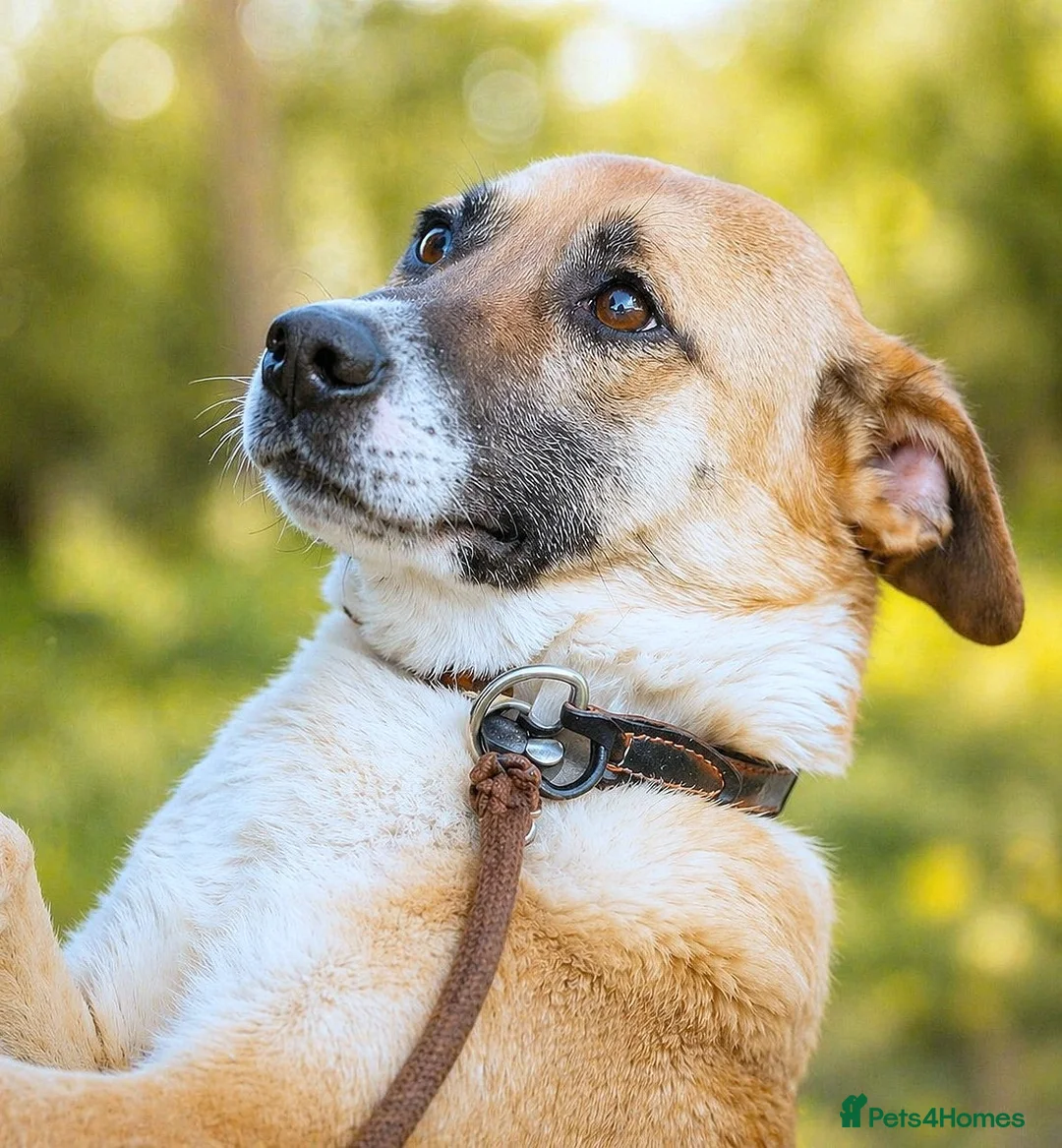 Mixed Breed dogs for adoption: CODY – Soft compact Lurcher-Labrador Type Soul ❤️ - Advert 2