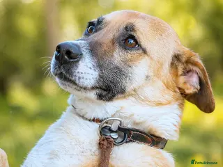 Mixed Breed dogs CODY – Soft compact Lurcher-Labrador Type Soul ❤️ - Advert 20