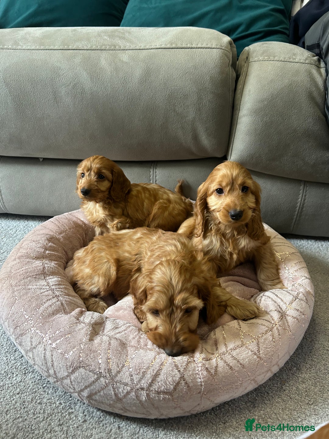 Cockapoo dogs for sale: Cockapoo puppies  - Image 4
