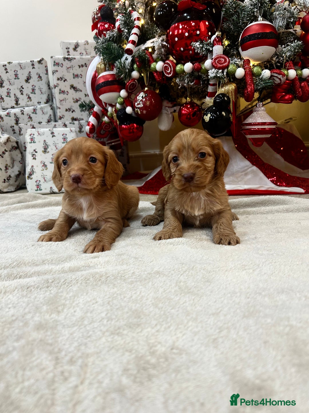 Cockapoo dogs for sale: Stunning cockapoo puppies  - Advert 12