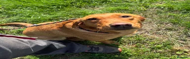 Labrador Retriever 1