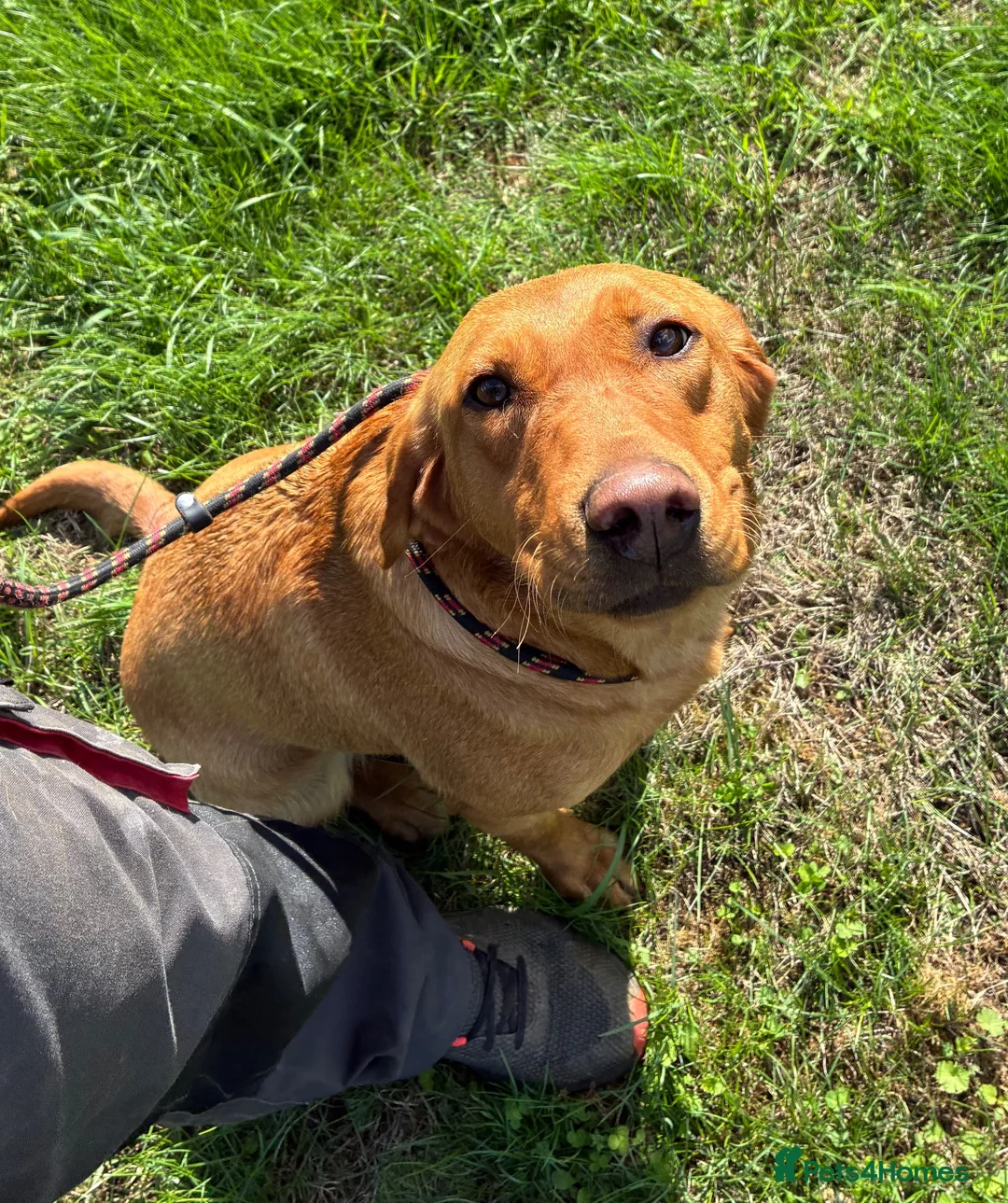 Labrador Retriever dogs for sale: KC Reg Red Female Labrador  - Advert 2