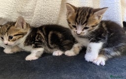 Domestic Shorthair cats for sale: 5 gorgeous kittens for sale - Image 8