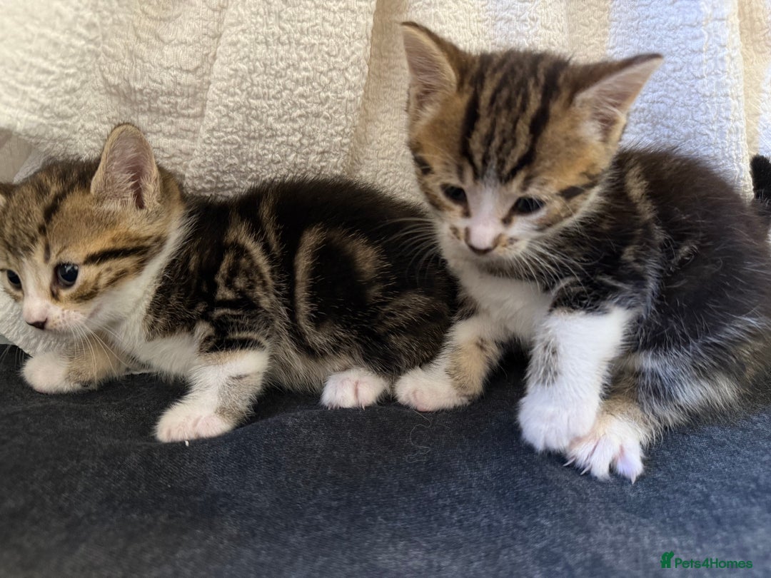 Domestic Shorthair cats for sale: 5 gorgeous kittens for sale - Image 8