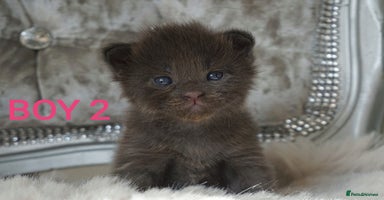 Maine Coon cats - Advert 5