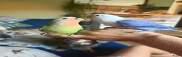 Lovebirds birds for sale: Dog tame hand reared love birds - Advert 3