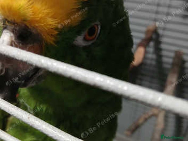 Parrots birds - Advert 3