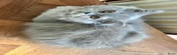 Persian cats for sale: Two Pure-bred Persian Girls - Ready Now - £450 - Advert 10