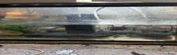 Axolotl reptiles for sale: Axalotol and tank - Advert 4