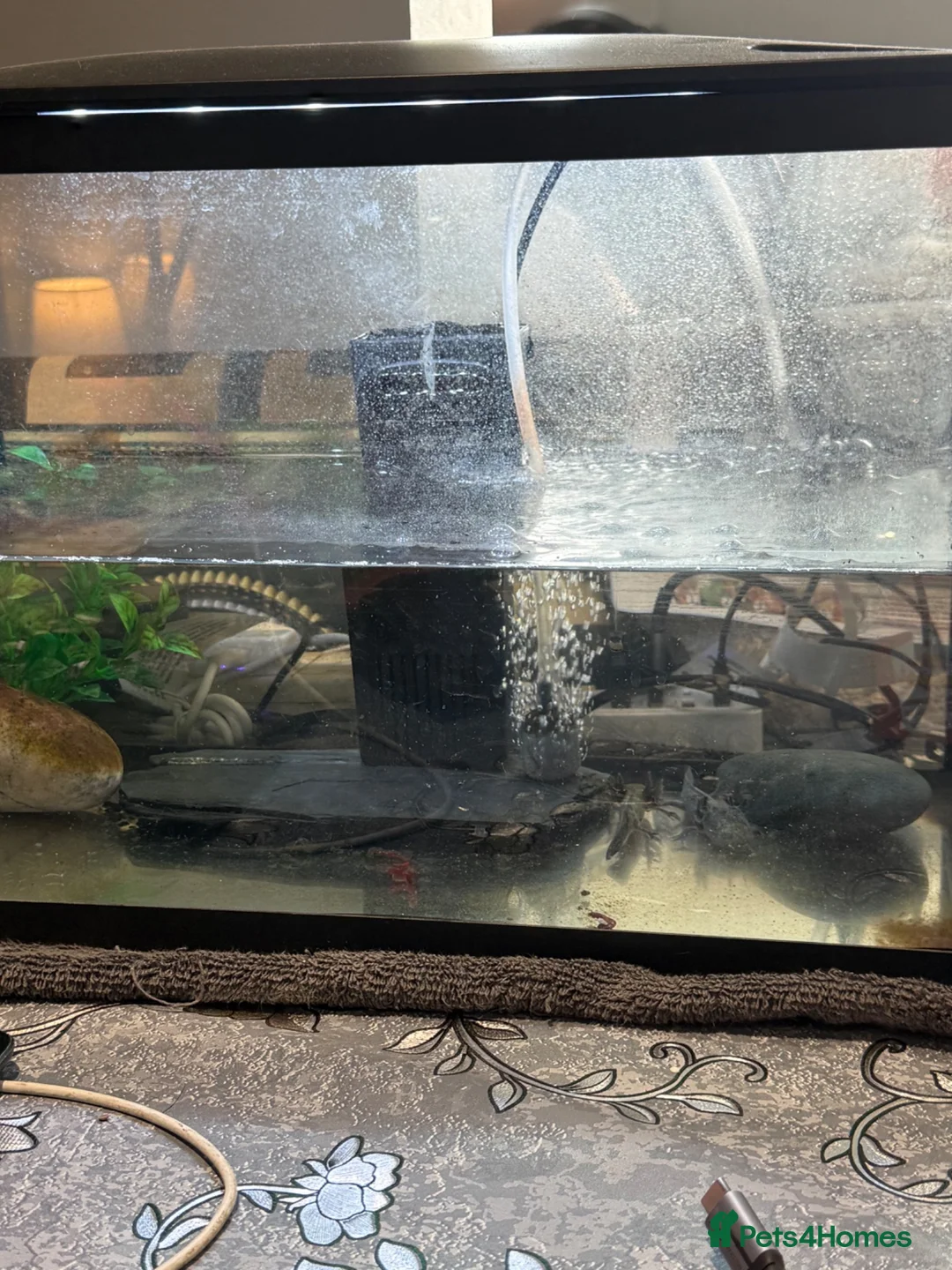Axolotl reptiles for sale: Axalotol and tank - Advert 4