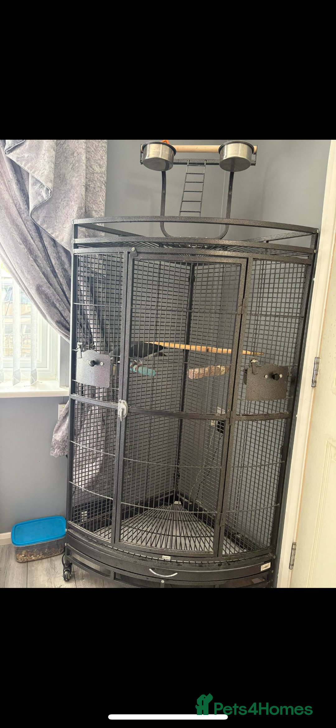 Parrots birds for sale: African gray Timmy  - Advert 3