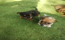 Jack Russell dogs for sale: Tradisional Jack russles  - Image 6