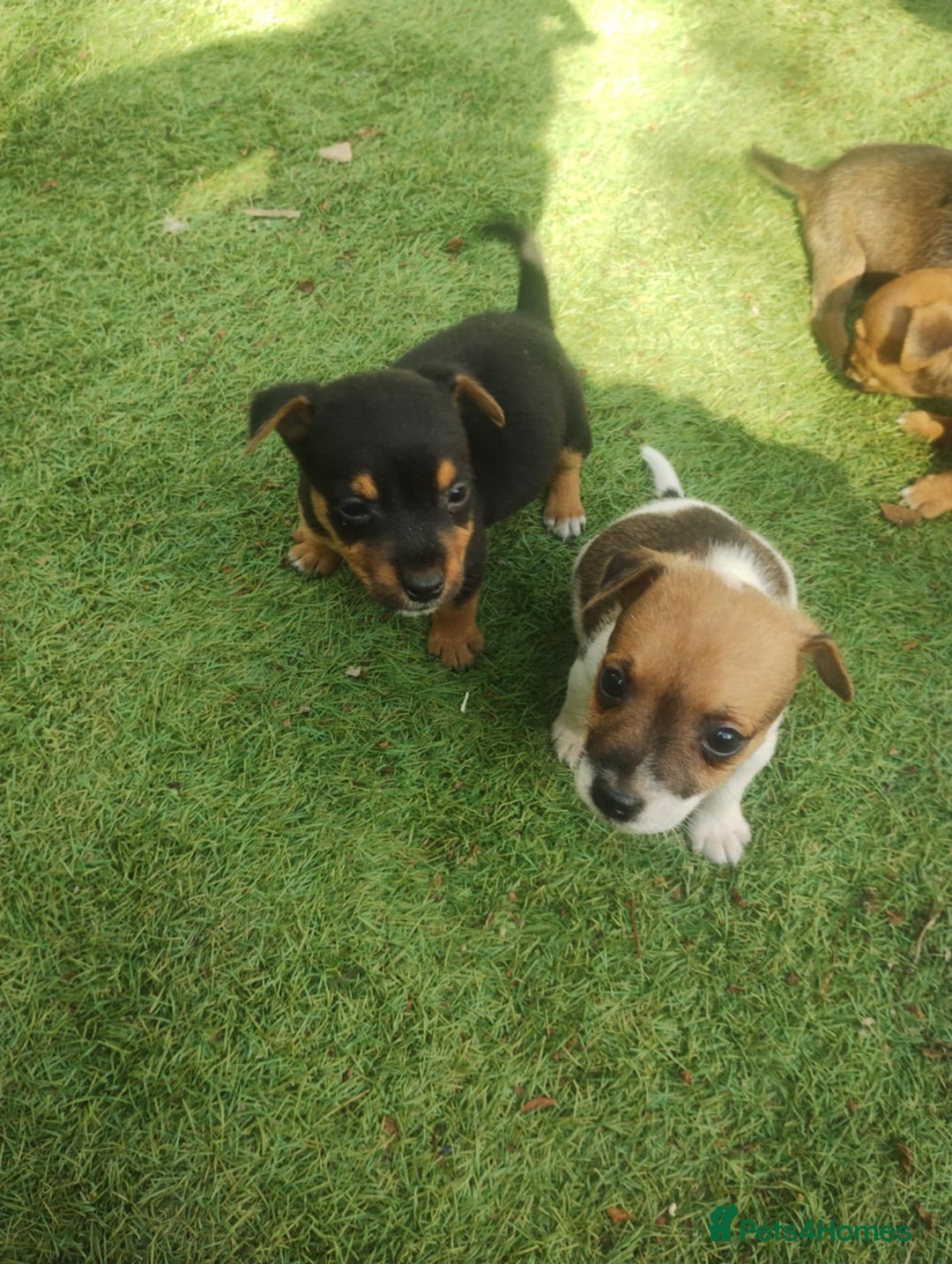 Jack Russell dogs for sale: Tradisional Jack russles  - Image 6