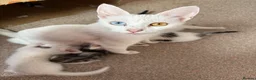 Mixed Breed cats for sale: 5 kittens ready for their forever home - Advert 1
