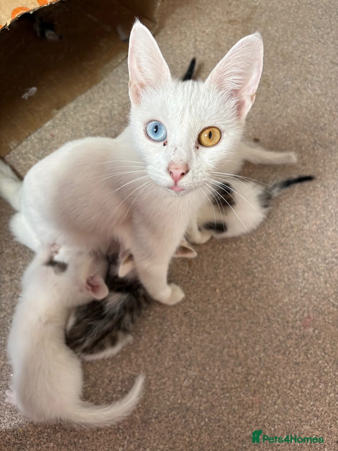Mixed Breed cats for sale: 5 kittens ready for their forever home - Advert 1