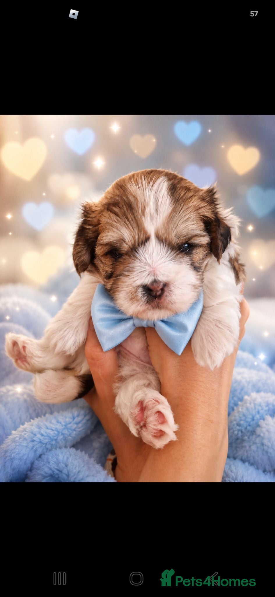 Malshi dogs Rare Malshi Puppies – Maltese  - Advert 2