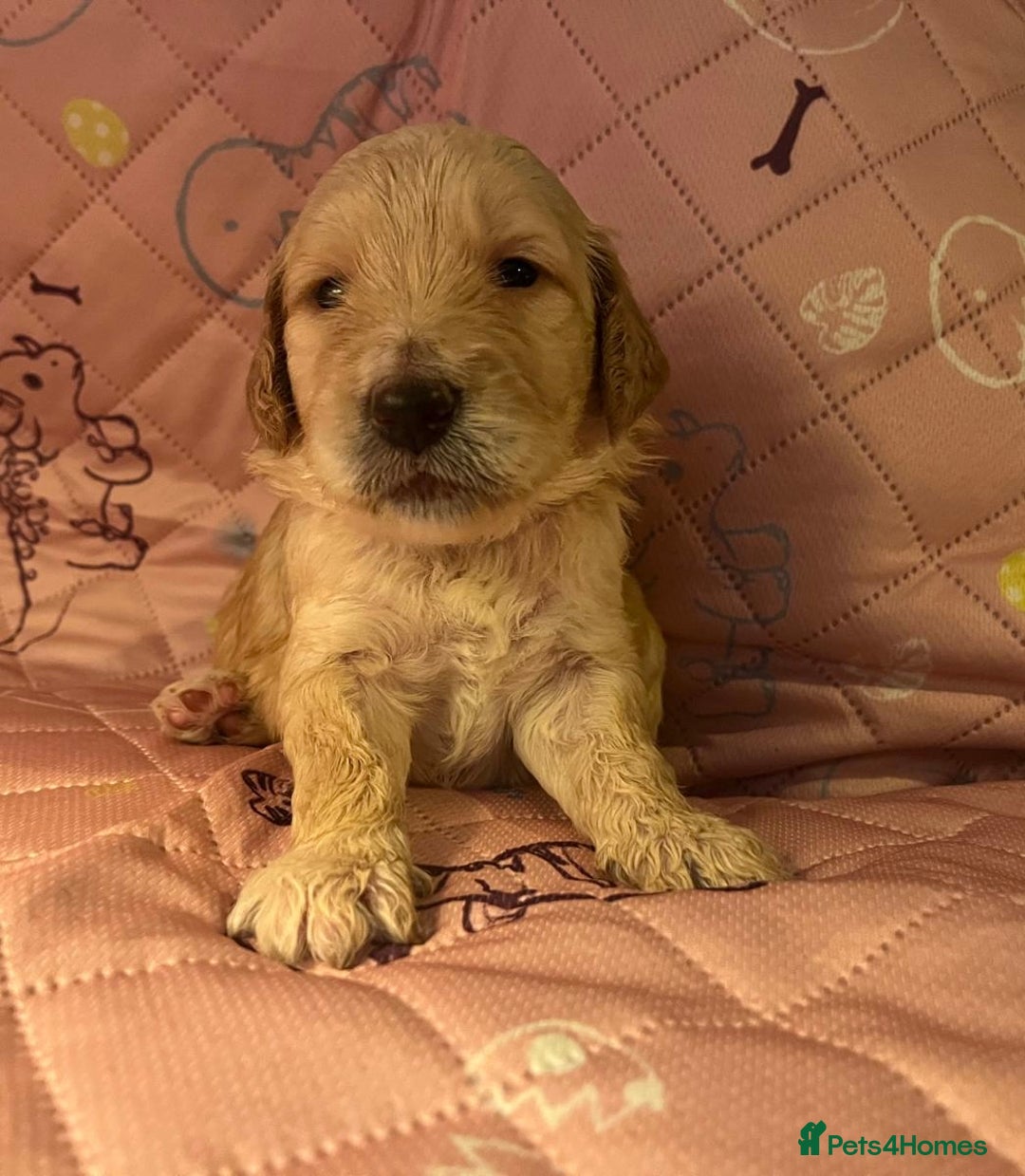 Goldendoodle dogs for sale: Beautiful F2 Goldendoodle Puppies  - Advert 6