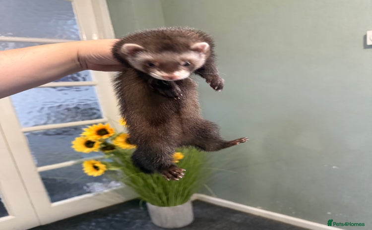 Ferret rodents - Advert 1