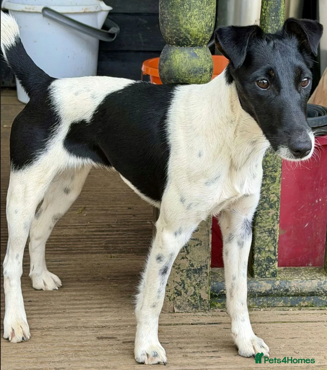 Fox Terrier dogs for sale: PIXEL – Female Jack Russell (Fox Terrier) - Advert 1