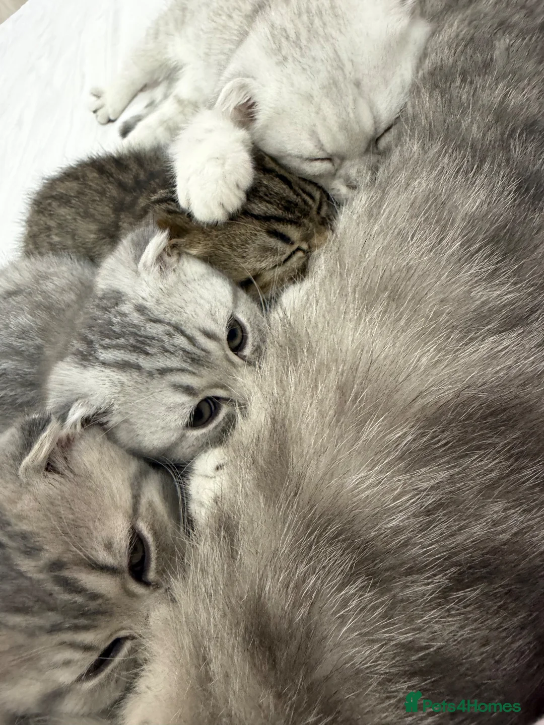 Scottish Fold cats for sale: Scottish fold x British shorthair pedigree  - Advert 3