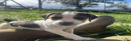Beagle dogs for sale: Beagle cross puppies in Tiverton - Advert 3