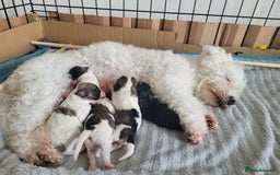 Mixed Breed dogs for sale: 🐶 Adorable La-Chon Puppies-Ready 1st December 🐶 - Image 1