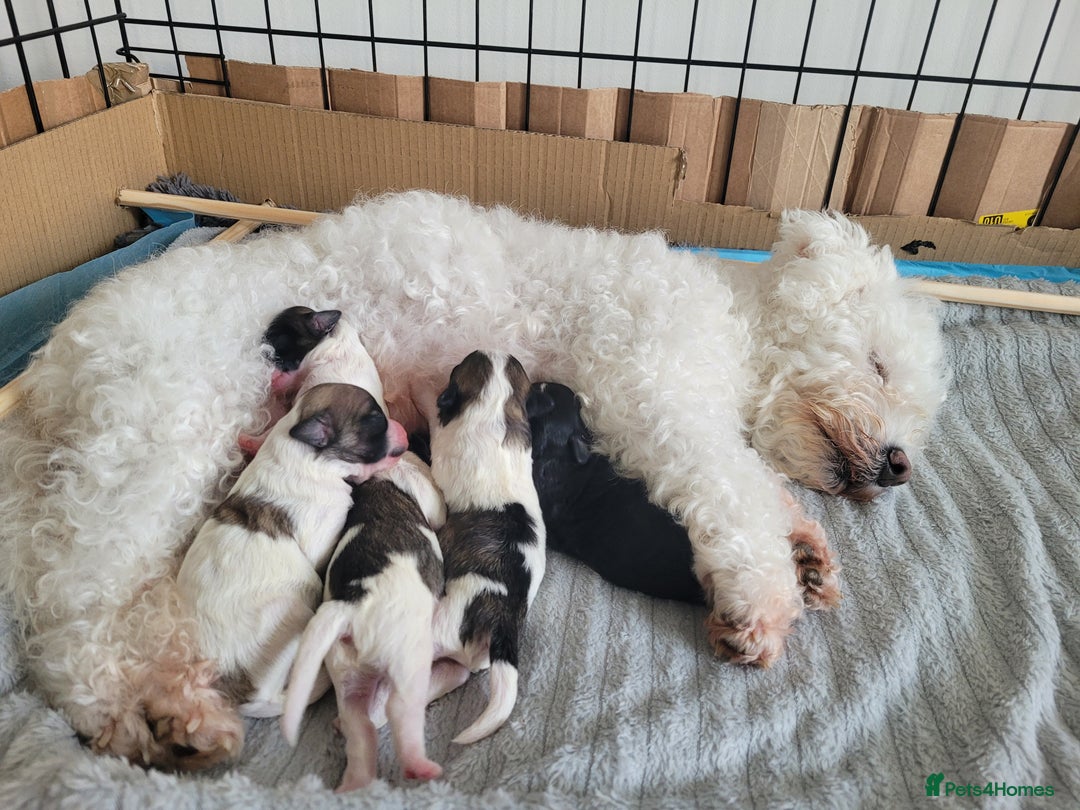 Mixed Breed dogs for sale: 🐶 Adorable La-Chon Puppies-Ready 1st December 🐶 - Image 1