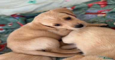 Goldador dogs - Advert 3