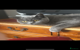 British Shorthair cats for sale: 💜Active GCCF reg BSH blue female 2yrs old💜 - Image 3