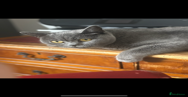 British Shorthair cats - Advert 5