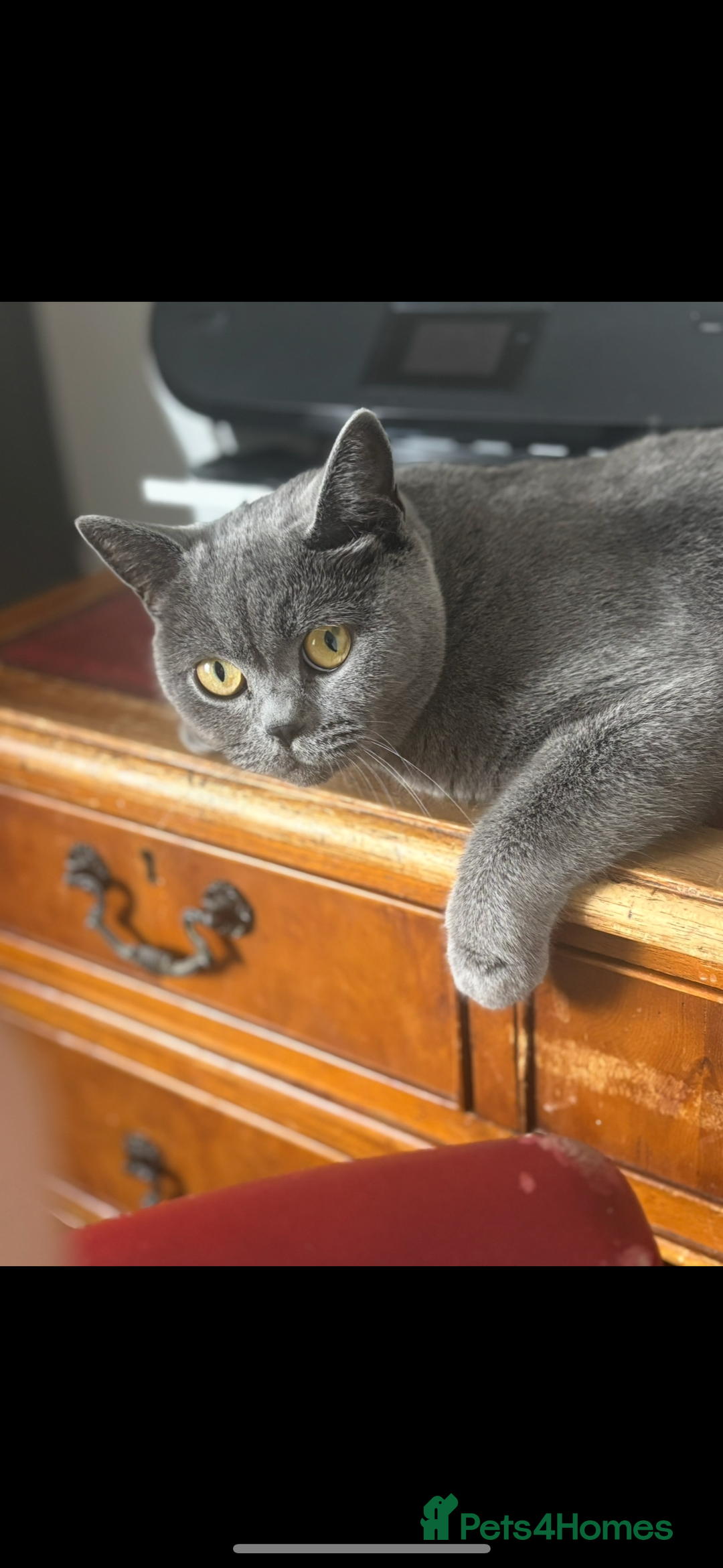 British Shorthair cats for sale: 💜Active GCCF reg BSH blue female 2yrs old💜 - Image 3