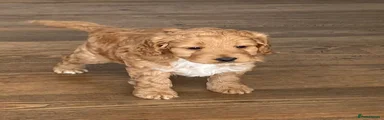 Cockapoo Puppy 1