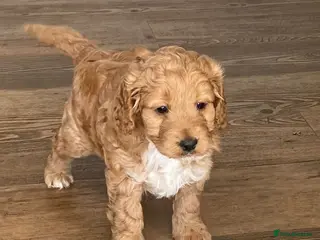 Cockapoo dogs Cockapoo 1 boy left - Advert 3