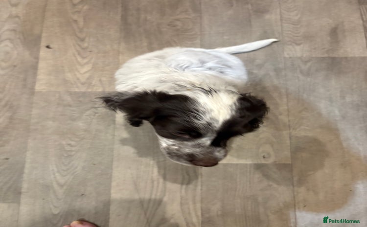 Sprocker dogs - Advert 1