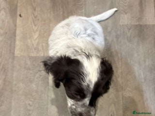 Sprocker dogs - Advert 7