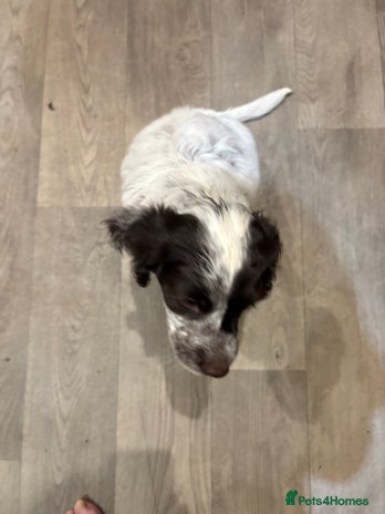 Sprocker dogs - Advert 6
