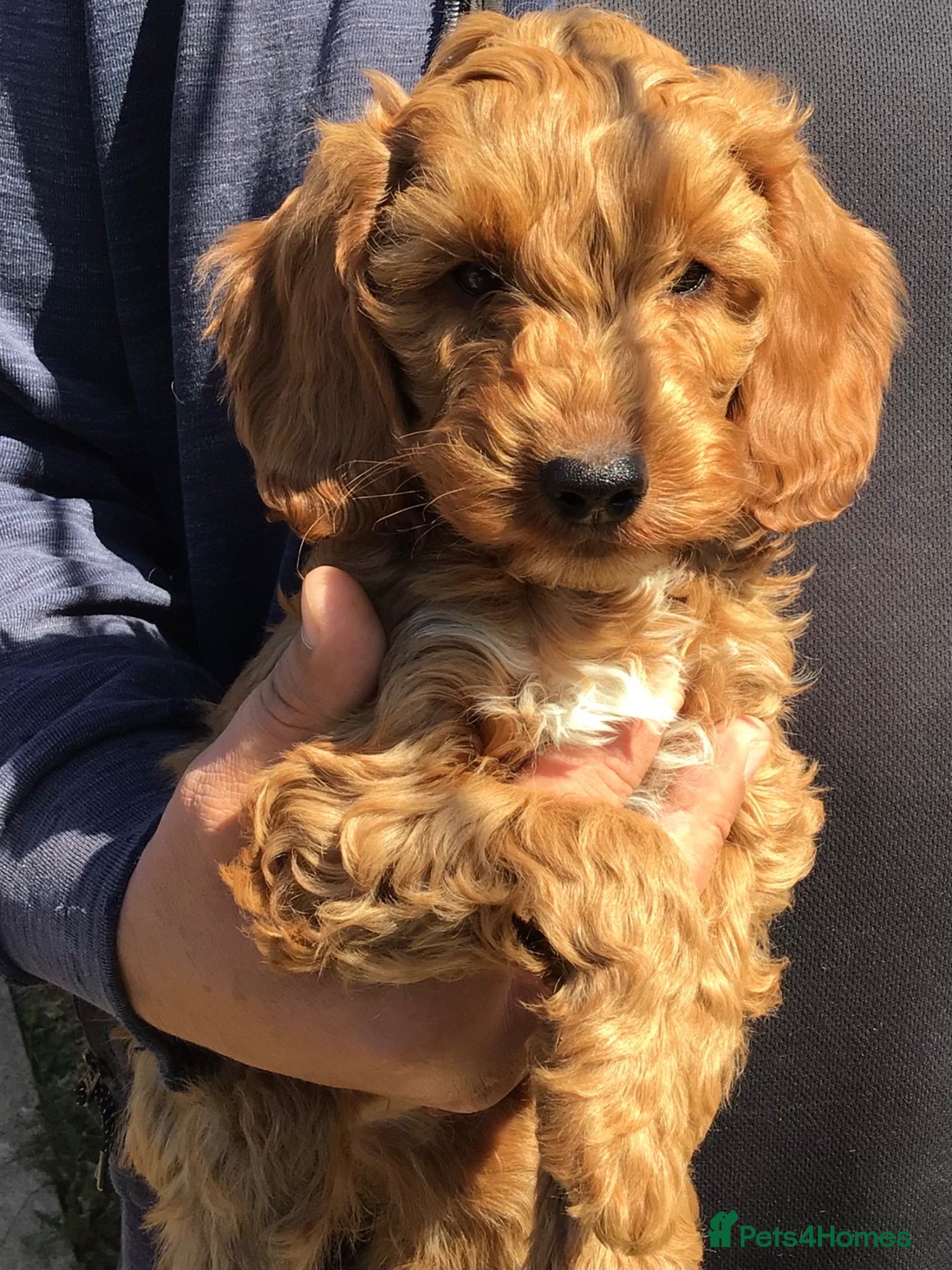 Cockapoo dogs Handsome f2 cockapoo boys READY NOW!! - Advert 14