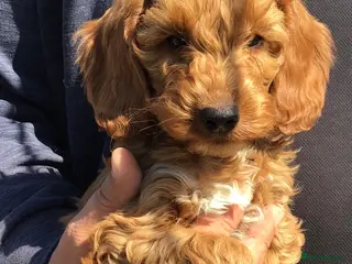 Cockapoo dogs Handsome f2 cockapoo boys READY NOW!! - Advert 14