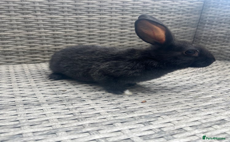 Mixed Breed rabbits - Advert 4