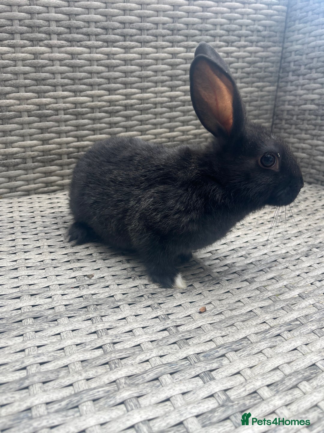 Mixed Breed rabbits for sale: Mini lop cross - Image 1