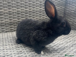 Mixed Breed rabbits - Advert 10