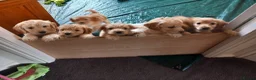 Cockapoo dogs for sale: Show class litter of 7 cockerpoo puppies - Advert 2