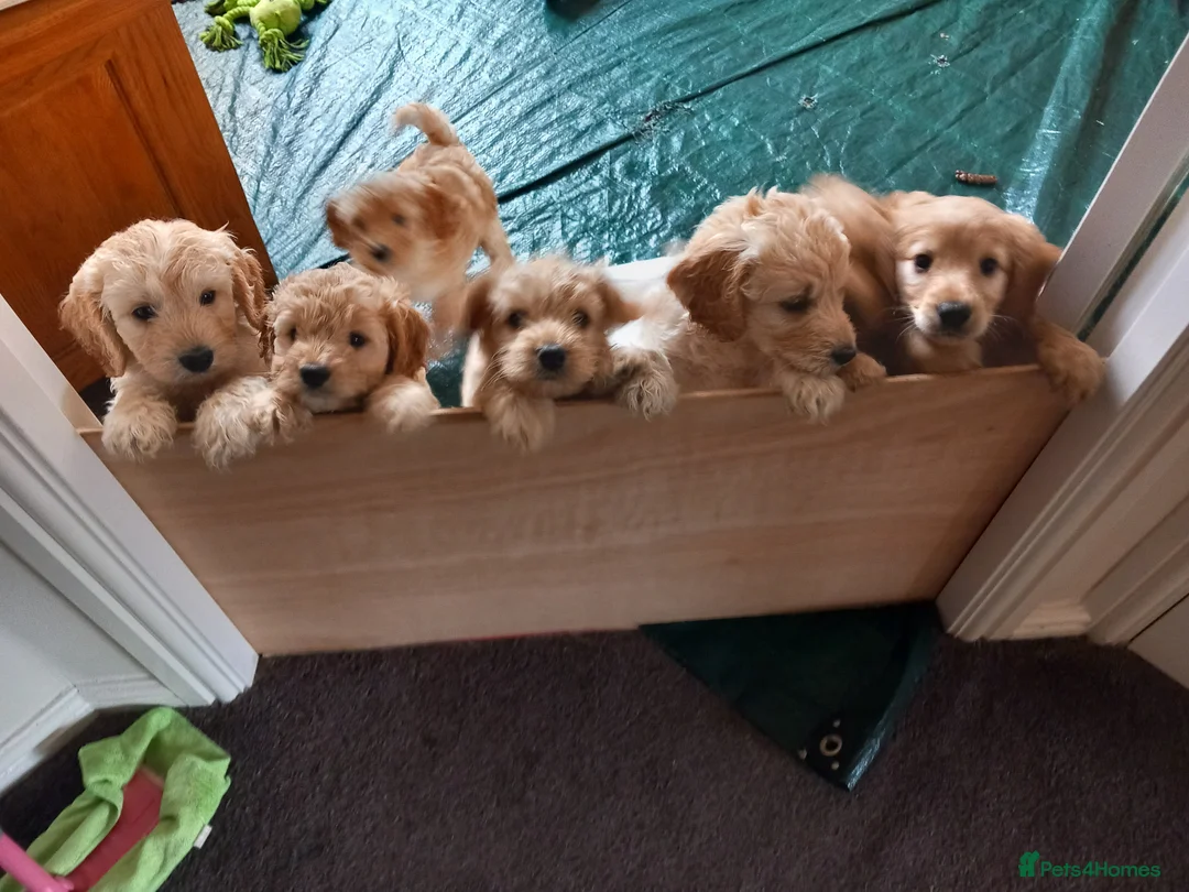 Cockapoo dogs for sale: Show class litter of 7 cockerpoo puppies - Advert 2