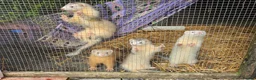Ferret rodents for sale: Young Ferrets 14+ weeks  in Yelverton - Advert 5