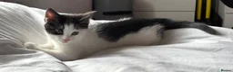 Domestic Shorthair cats for sale: 5 Beautiful Kittens - Advert 16