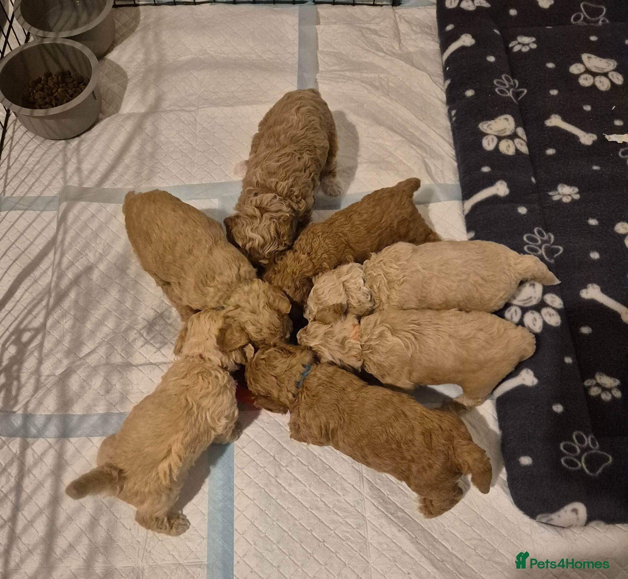 Poochon dogs Poochon - Advert 2